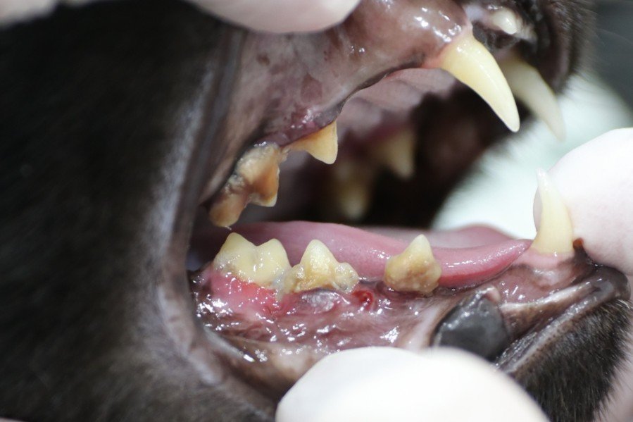 Guide to not eating cat food