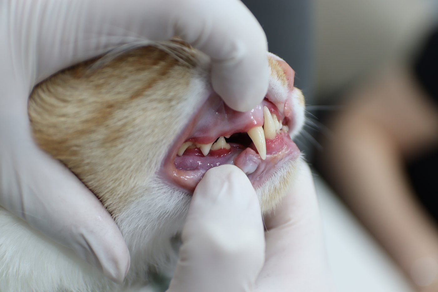 Cat Bad Breath Guide