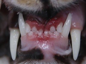 Guide to Feline Gingivitis
