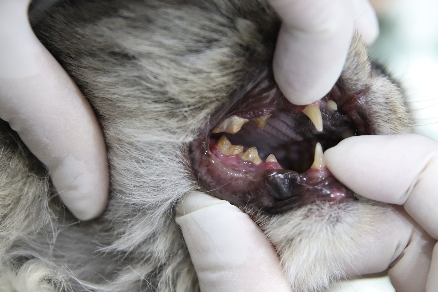 Cat Tartar Guide