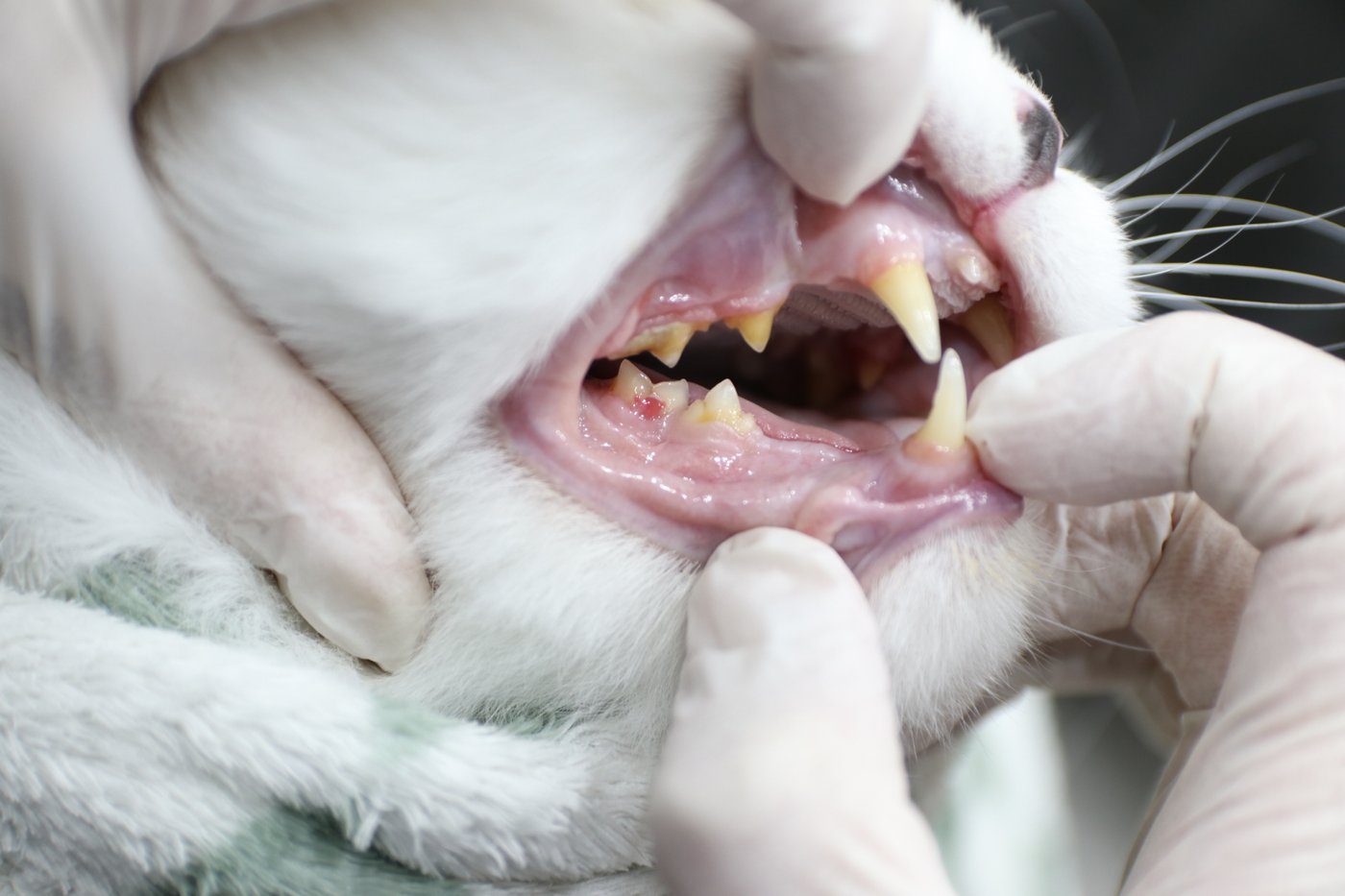 Cat tooth resorption guide