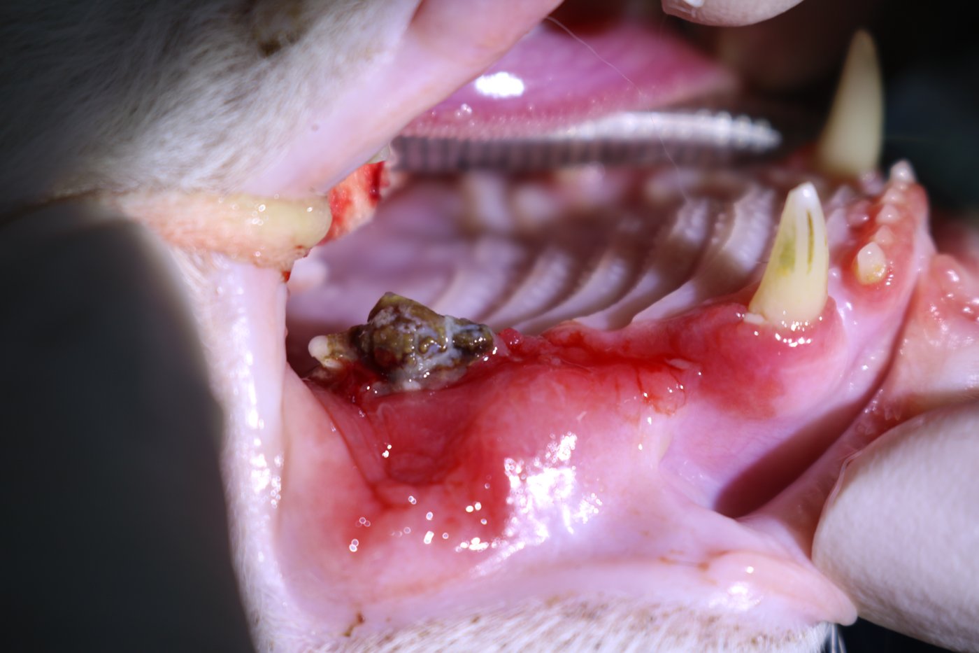 Cat Stomatitis Guide