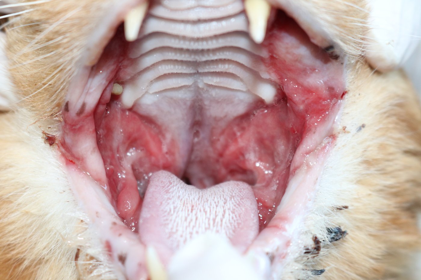 Feline stomatitis example 2