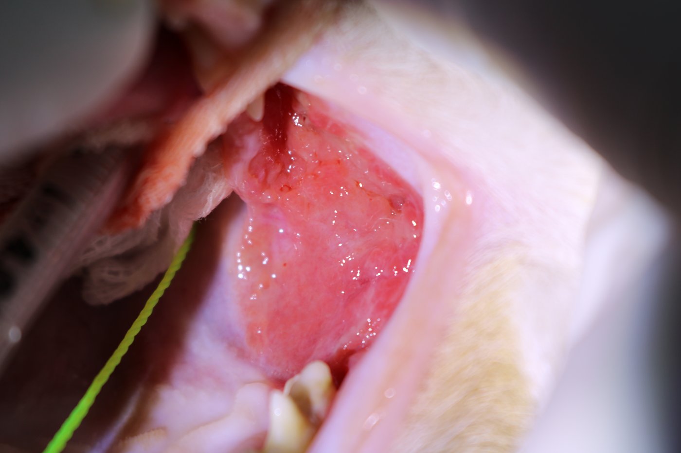 Feline stomatitis example 3
