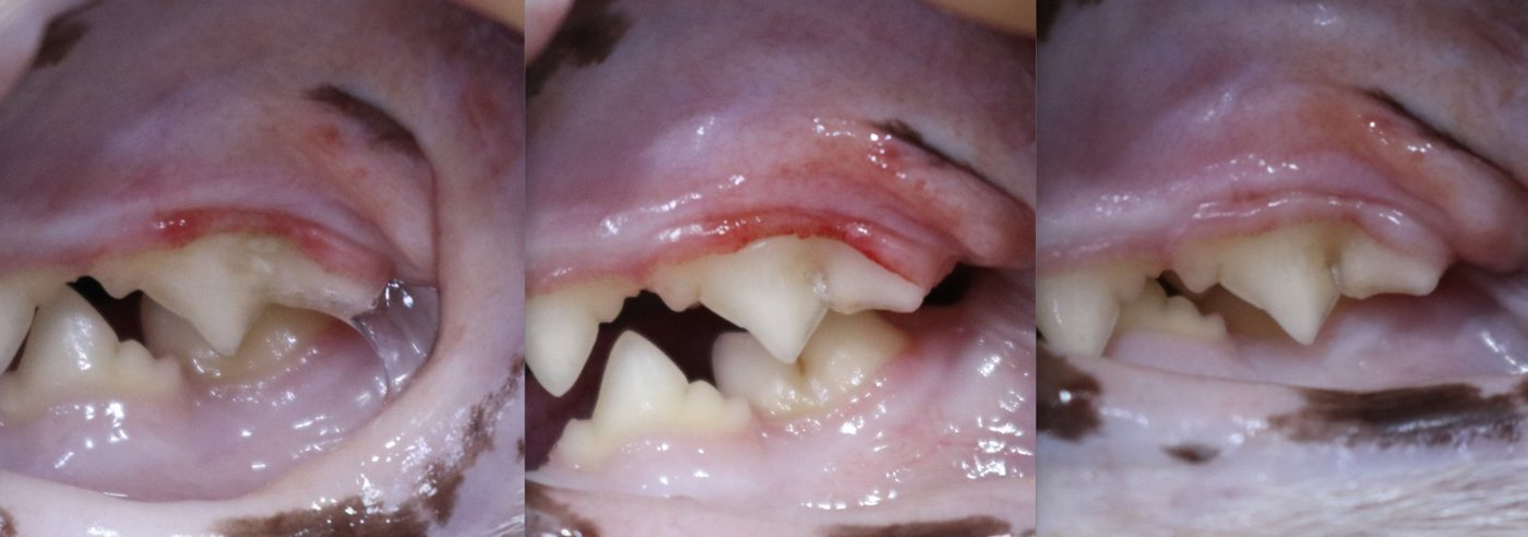 Comparison before brushing teeth, after brushing teeth, and after 2 months