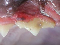 Cat Periodontitis Guide