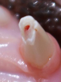 Cat tooth fracture example 2