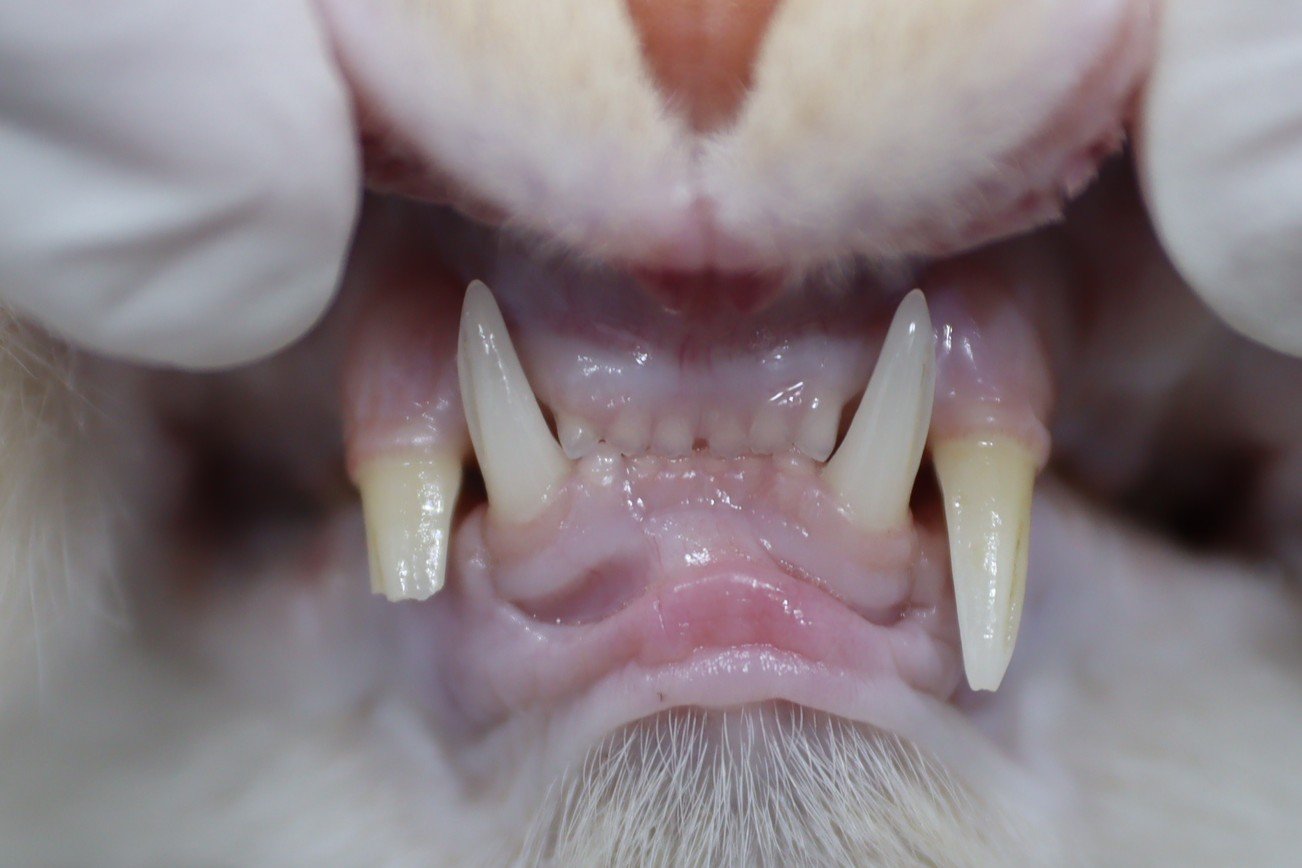 Front view of a cat tooth fracture