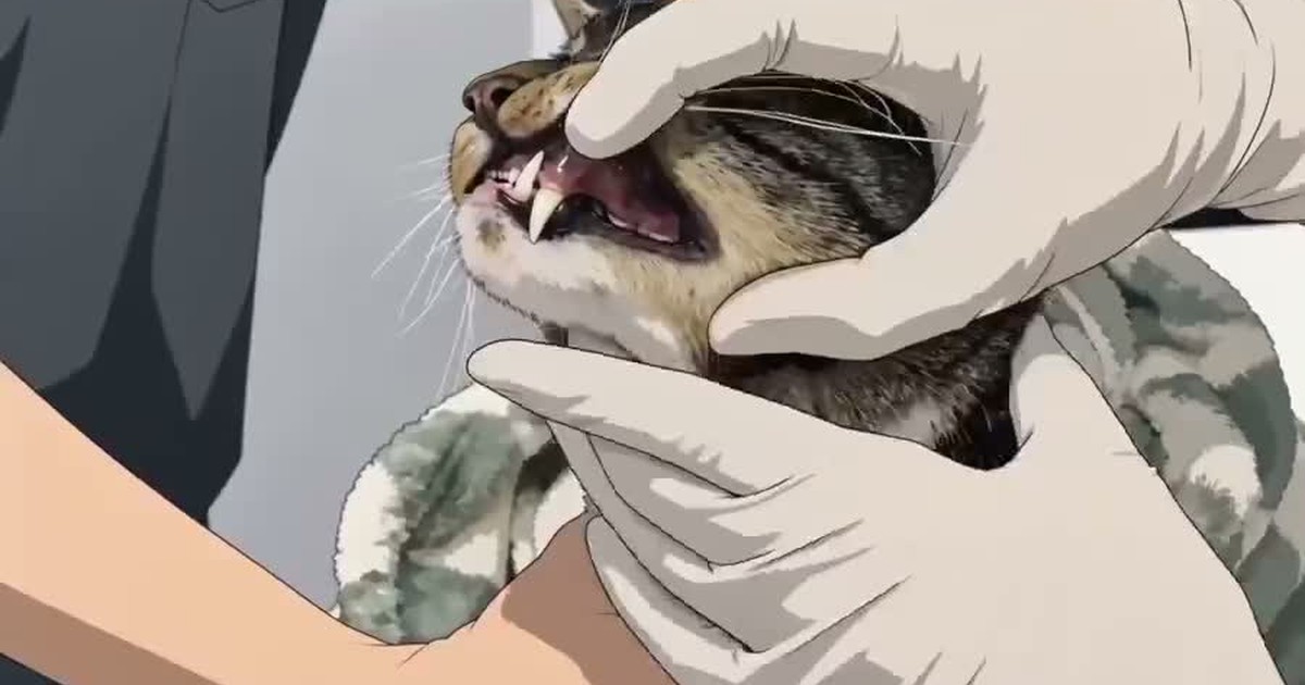 새끼고양이 치아 가이드
